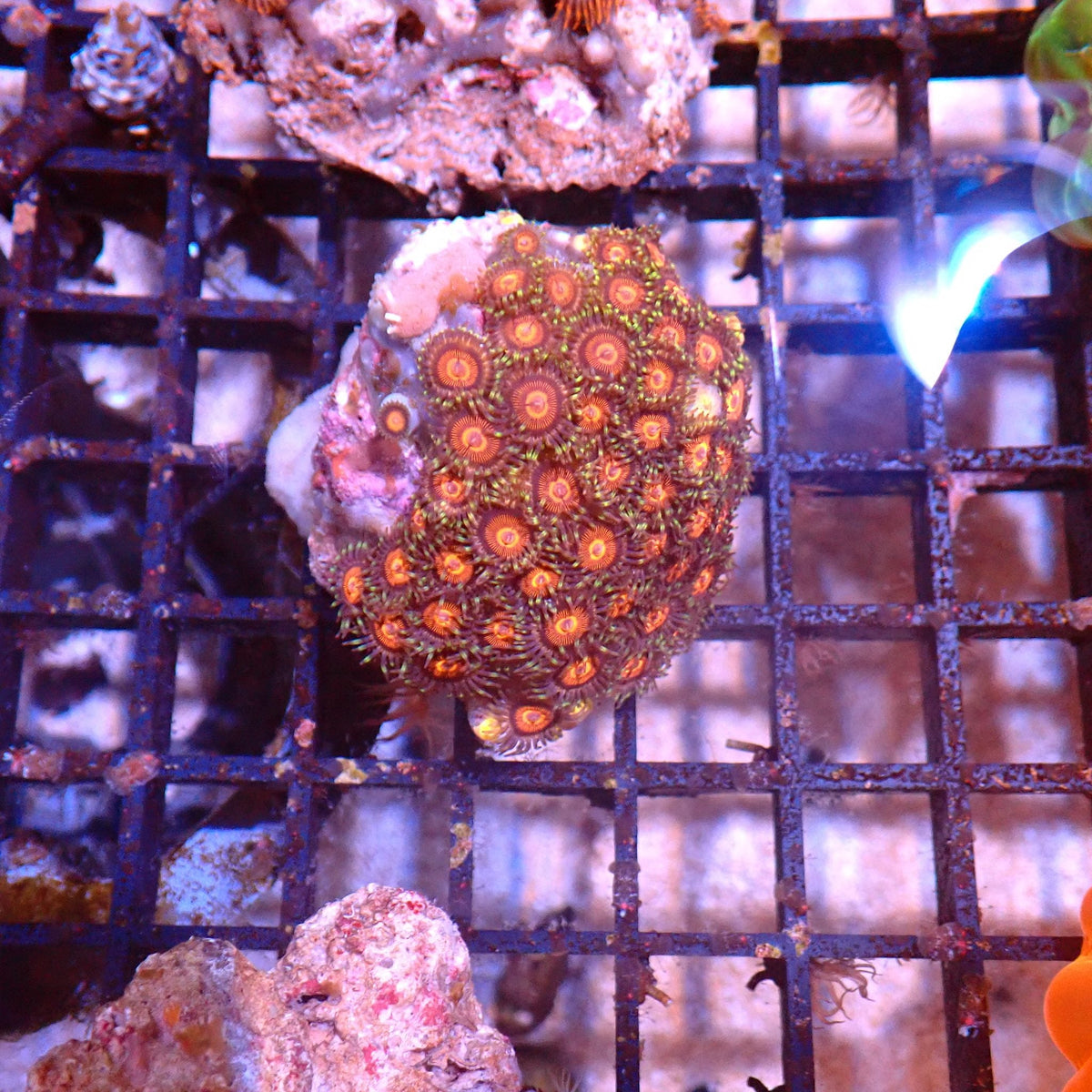 Wild Zoanthids AA002 | Zoanthus sp. — Red Sea 15K