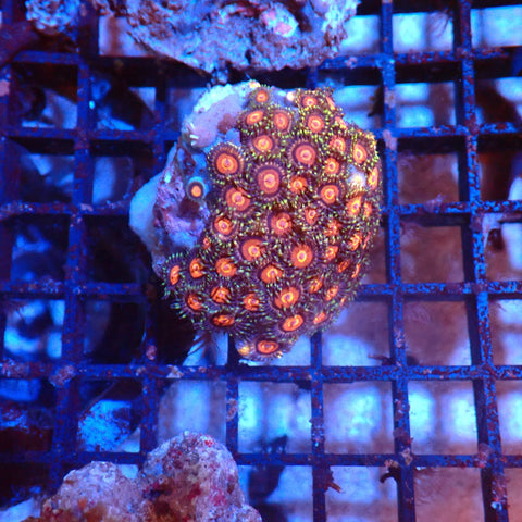 Wild Zoanthids AA002 | Zoanthus sp. — Red Sea 20K LED
