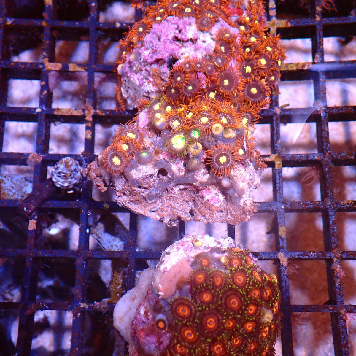 Wild Zoanthids AA003 | Zoanthus sp. at ← Red Sea 15k