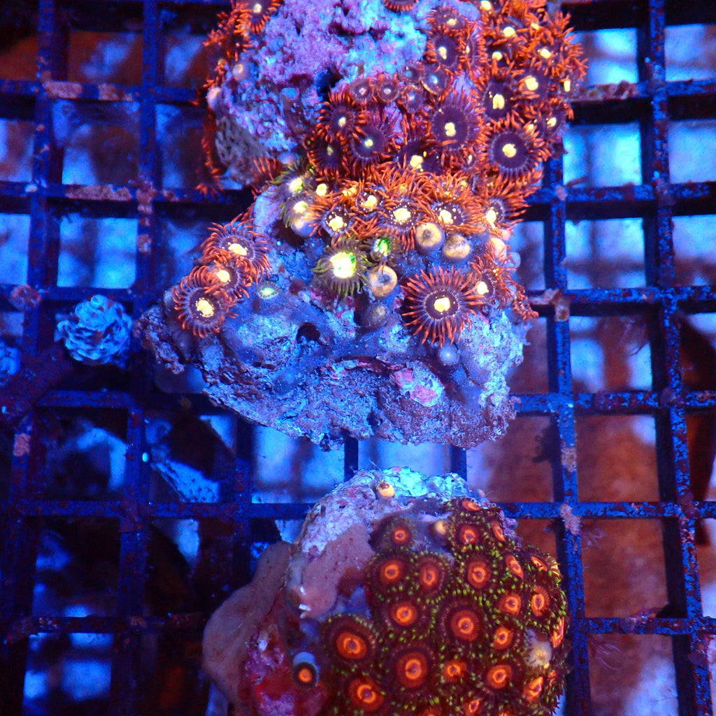 Wild Zoanthids AA003 | Zoanthus sp. — Red Sea 20K LED