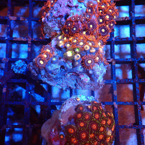 Wild Zoanthids AA003 | Zoanthus sp. — Red Sea 20K LED