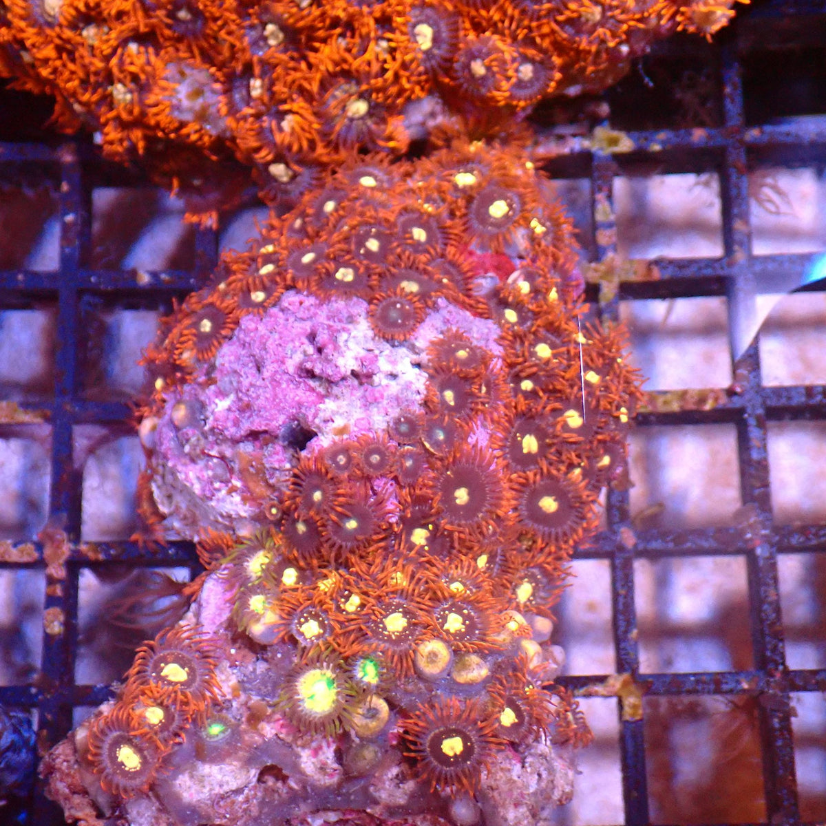 Wild Zoanthids AA004 | Zoanthus sp. — Red Sea 15K