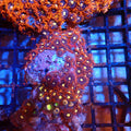 Wild Zoanthids AA004 | Zoanthus sp. — Red Sea 20K LED