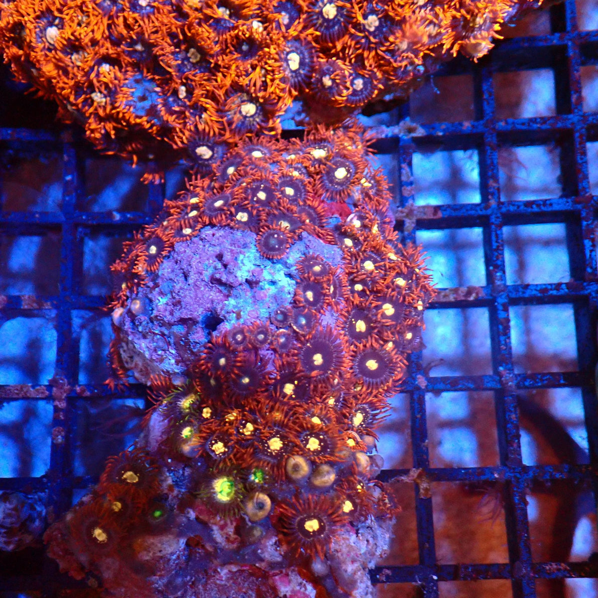 Wild Zoanthids AA004 | Zoanthus sp. — Red Sea 20K LED