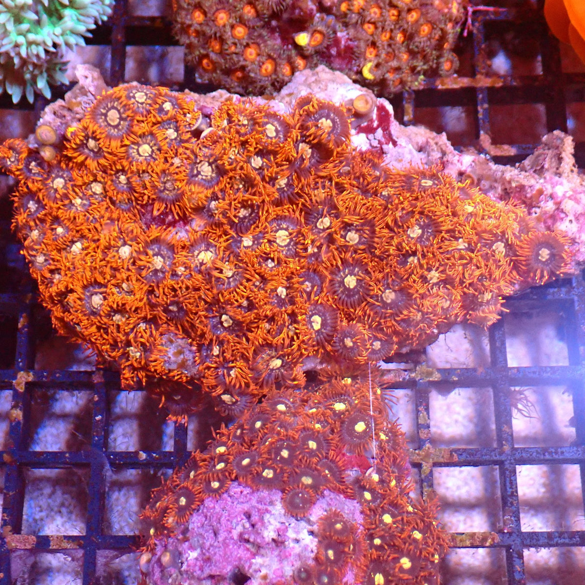Wild Zoanthids AA005 | Zoanthus sp. — Red Sea 15K