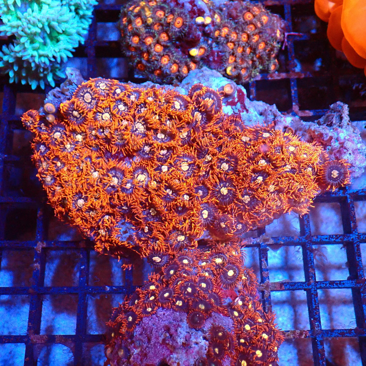 Wild Zoanthids AA005 | Zoanthus sp. at Red Sea 20k →