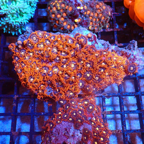 Wild Zoanthids AA005 | Zoanthus sp. — Red Sea 20K LED