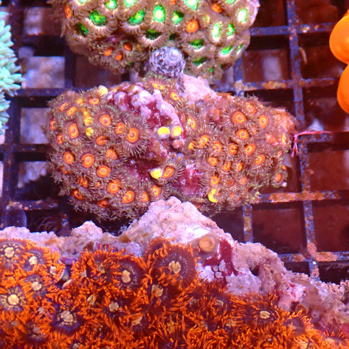 Wild Zoanthids AA006 | Zoanthus sp. at ← Red Sea 15k