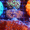 Wild Zoanthids AA006 | Zoanthus sp. — Red Sea 20K LED