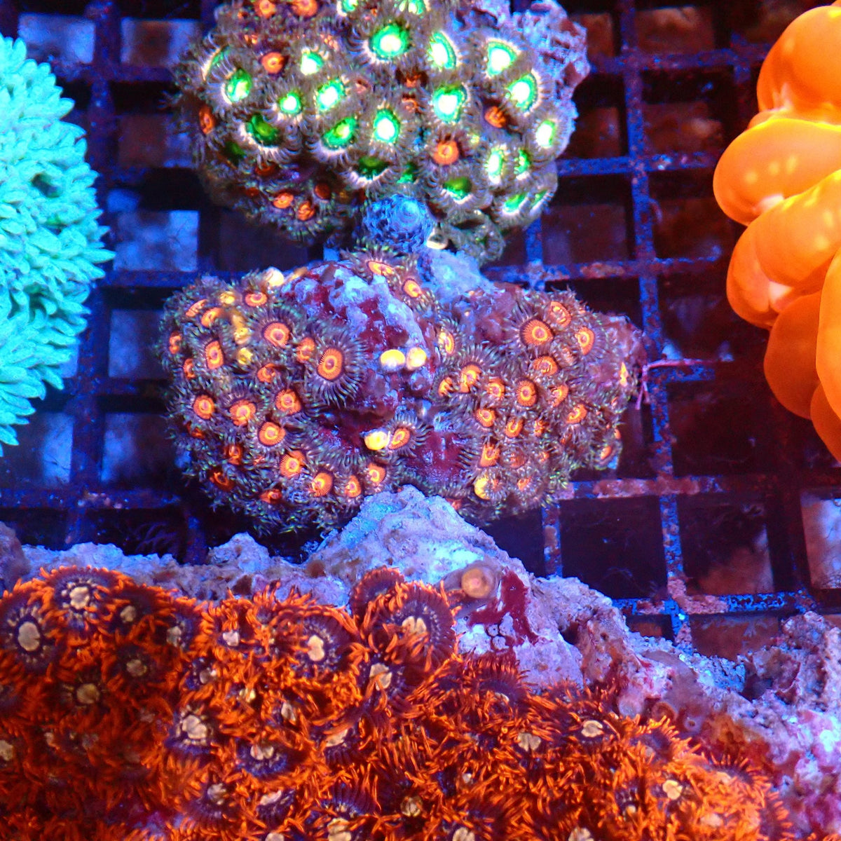 Wild Zoanthids AA006 | Zoanthus sp. — Red Sea 20K LED