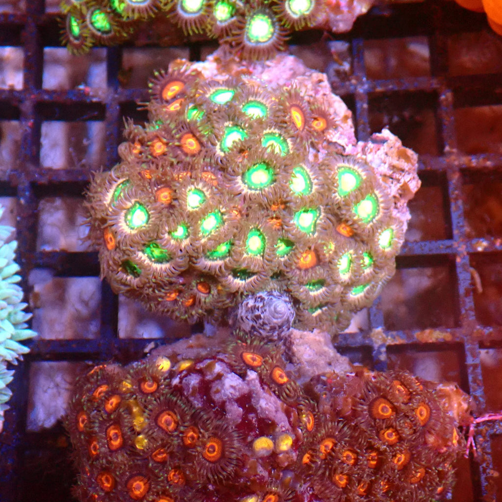 Wild Zoanthids AA007 | Zoanthus sp. — Red Sea 15K