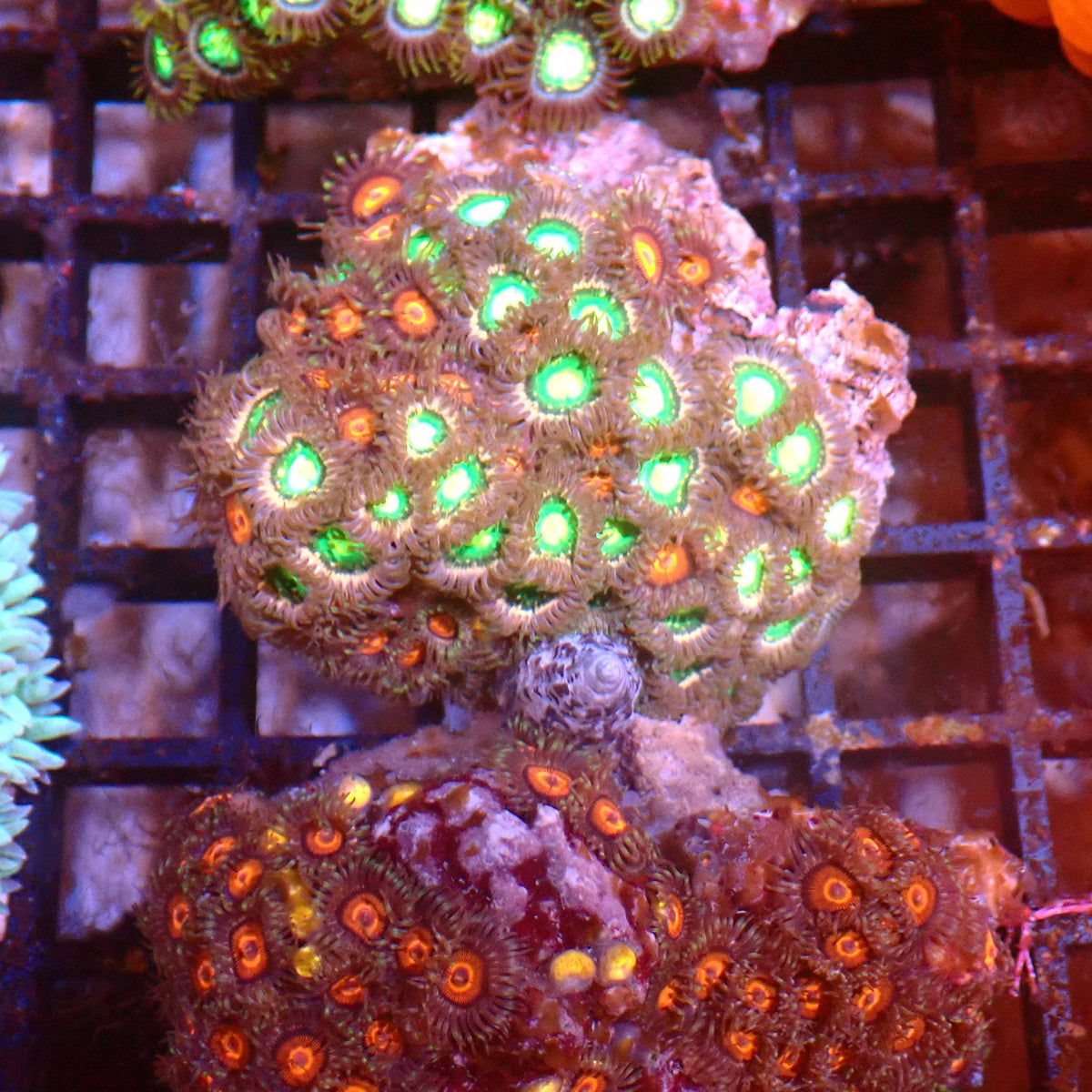 Wild Zoanthids AA007 | Zoanthus sp. — Red Sea 15K