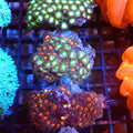 Wild Zoanthids AA007 | Zoanthus sp. — Red Sea 20K LED