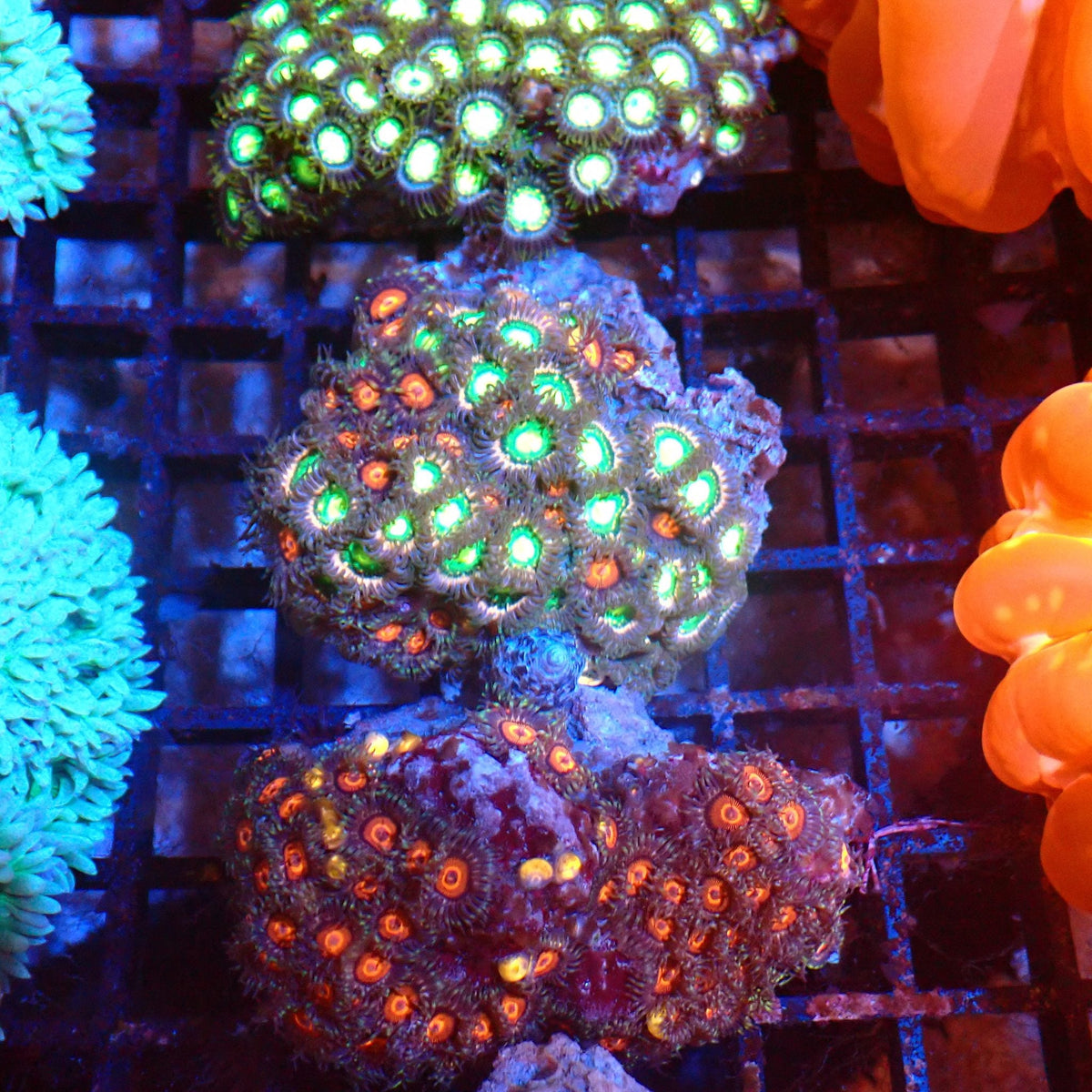 Wild Zoanthids AA007 | Zoanthus sp. at Red Sea 20k →