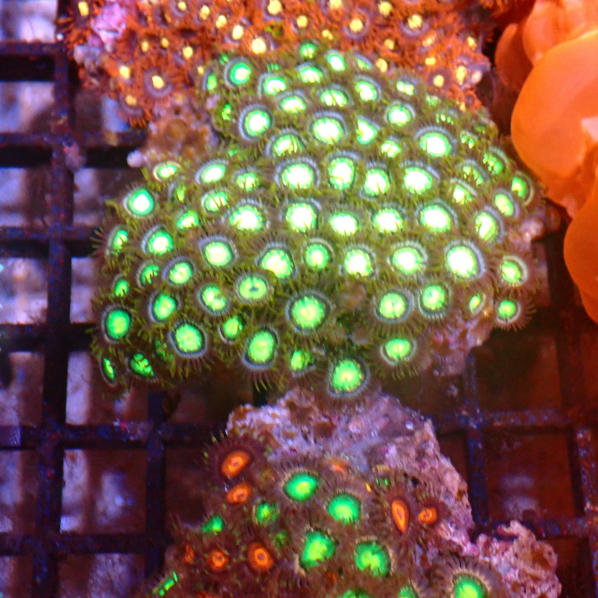 Wild Zoanthids AA008 | Zoanthus sp. — Red Sea 15K