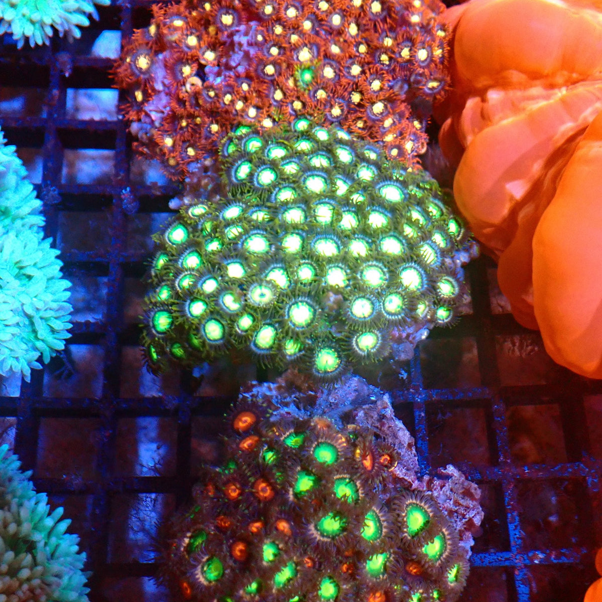 Wild Zoanthids AA008 | Zoanthus sp. — Red Sea 20K LED