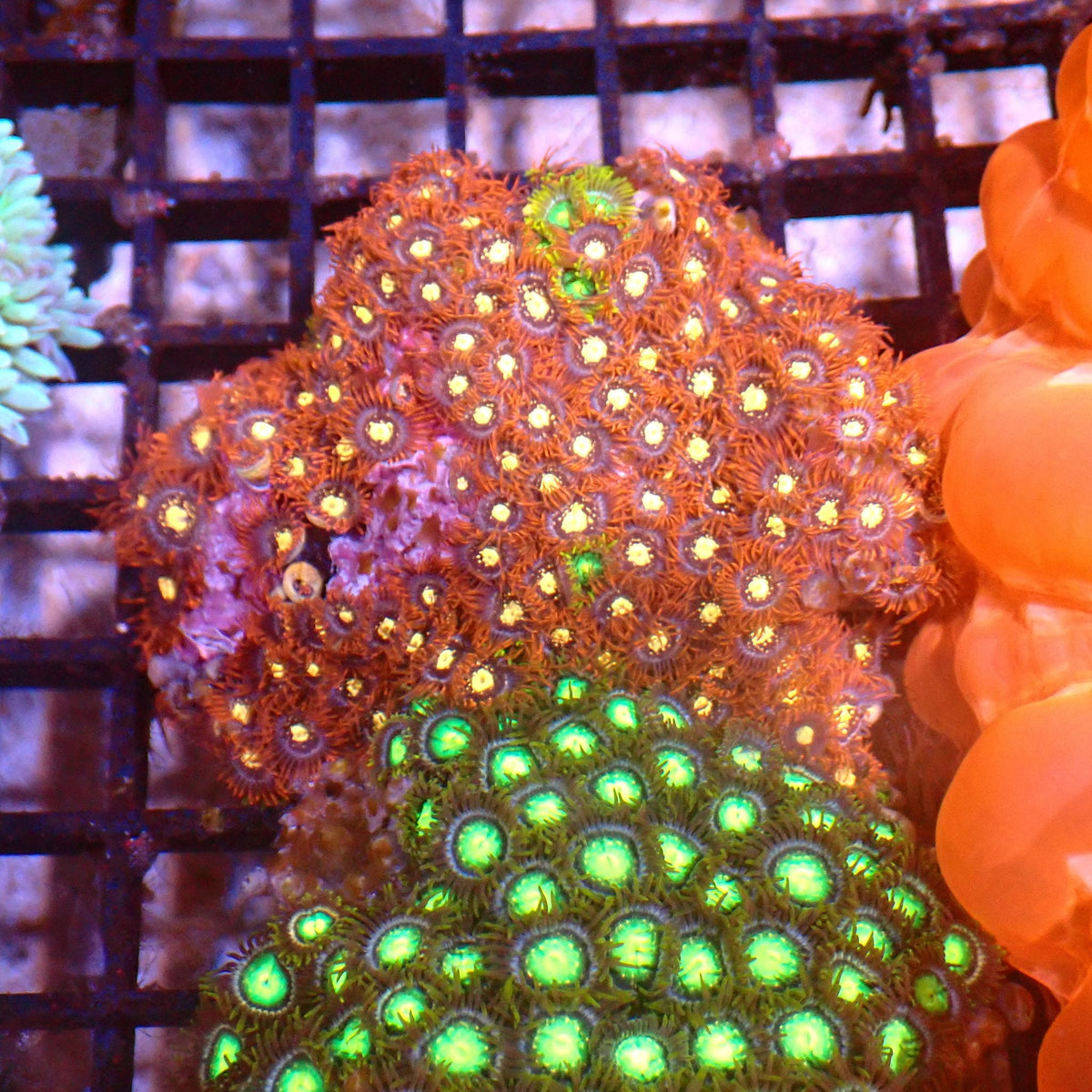 Wild Zoanthids AA009 | Zoanthus sp. — Red Sea 15K