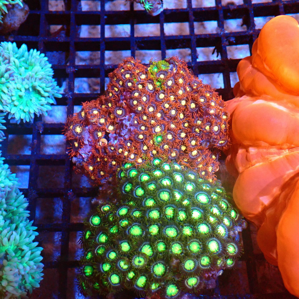 Wild Zoanthids AA009 | Zoanthus sp. — Red Sea 20K LED