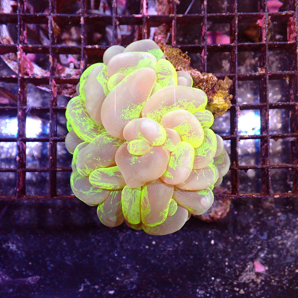 Bubble Coral AA001 | Plerogyra sinuosa — Red Sea 15K