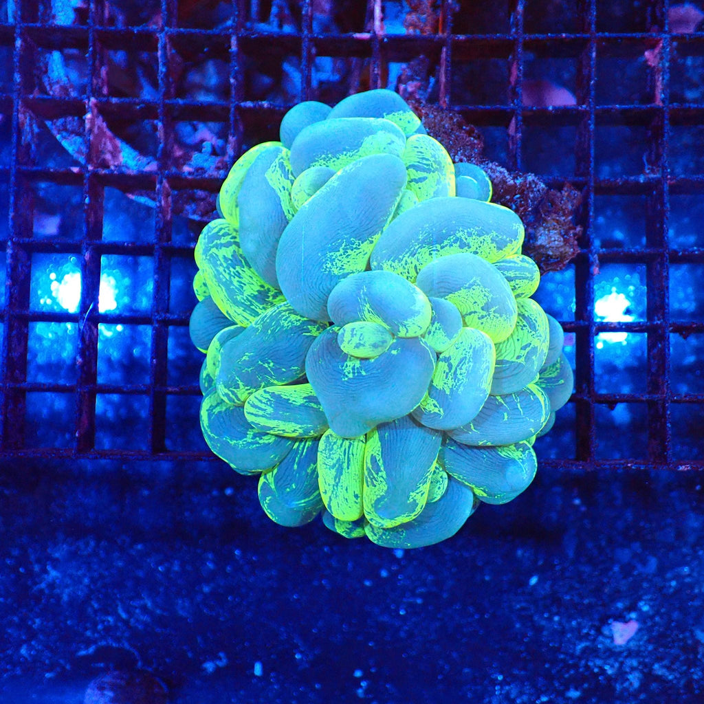 Bubble Coral AA001 | Plerogyra sinuosa — Red Sea 20K LED