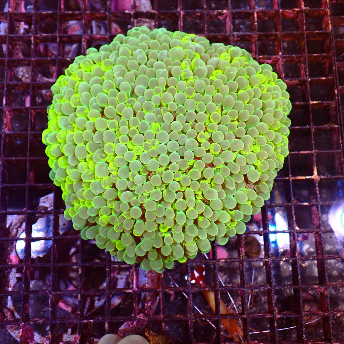 Bubble Coral AA002 | Plerogyra sinuosa — Red Sea 15K