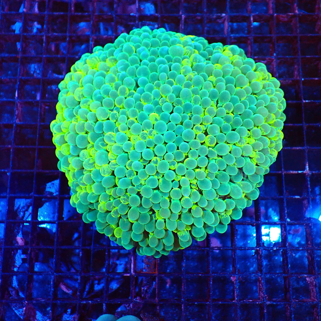 Bubble Coral AA002 | Plerogyra sinuosa — Red Sea 20K LED