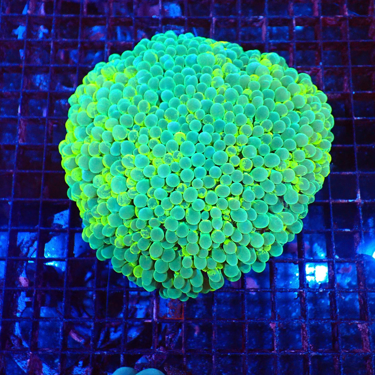Bubble Coral AA002 | Plerogyra sinuosa — Red Sea 20K LED