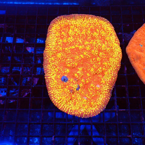 Oxypora Chalice AA001 | Oxypora sp. — Red Sea 20K LED