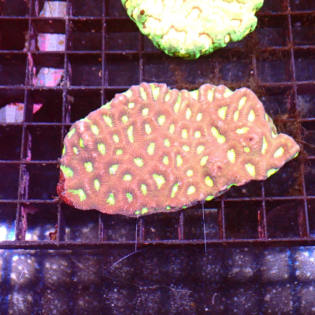 Platygyra (Maze Brain) AA001 | Platygyra sp. at ← Red Sea 15k