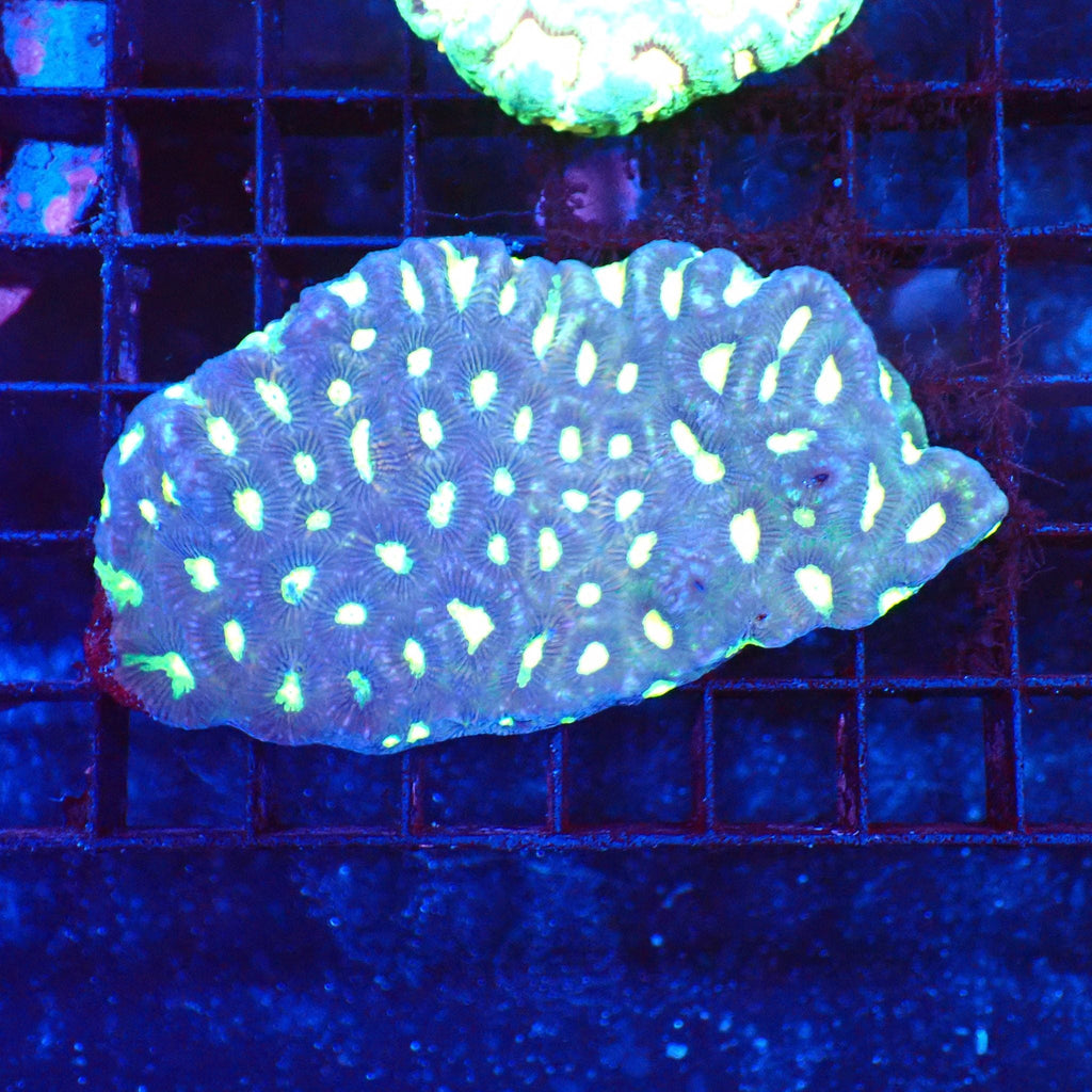 Platygyra (Maze Brain) AA001 | Platygyra sp. — Red Sea 20K LED
