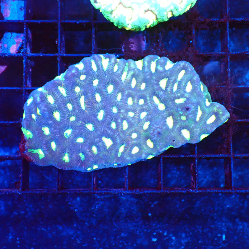 Platygyra (Maze Brain) AA001 | Platygyra sp. — Red Sea 20K LED