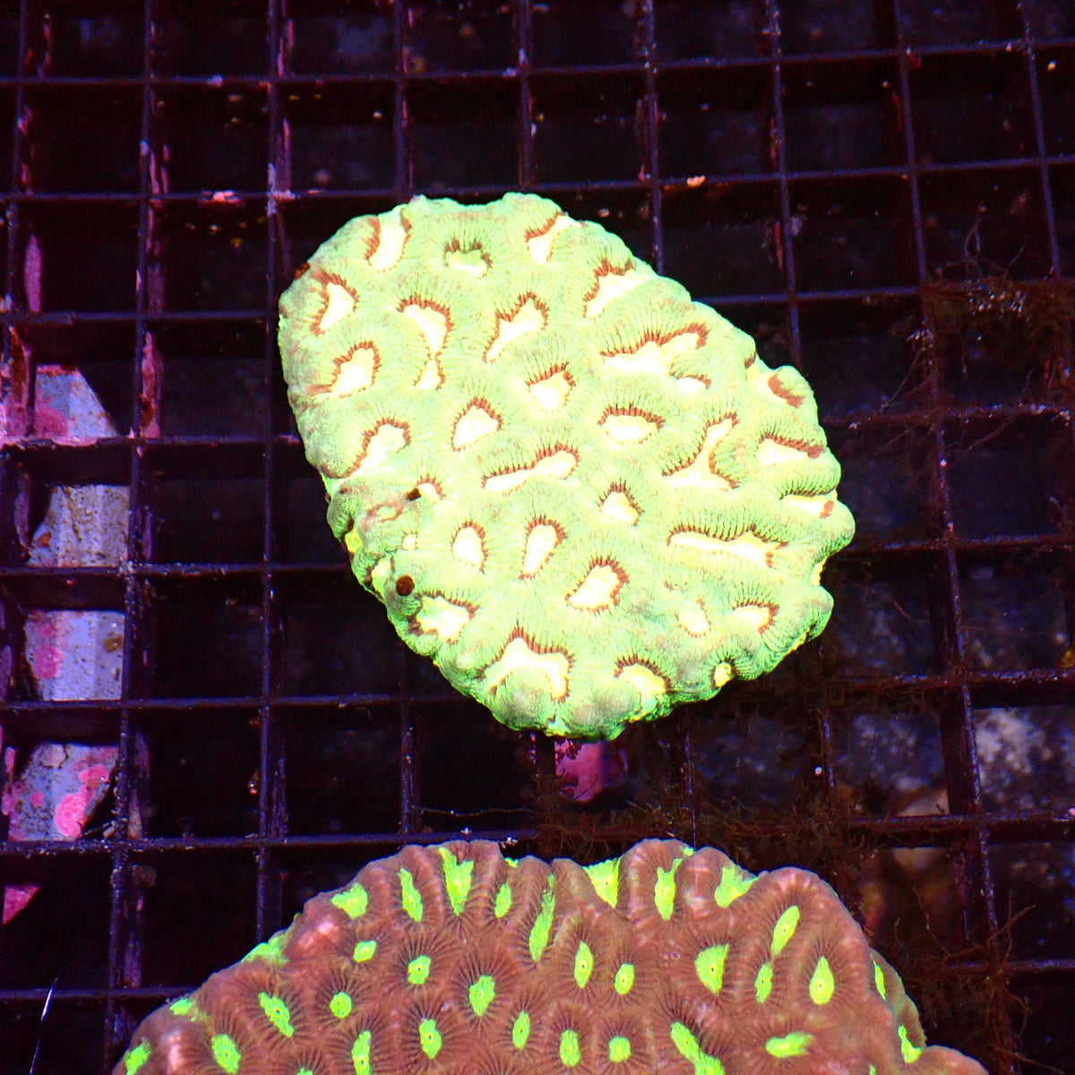 Platygyra (Maze Brain) AA002 | Platygyra sp. at ← Red Sea 15k
