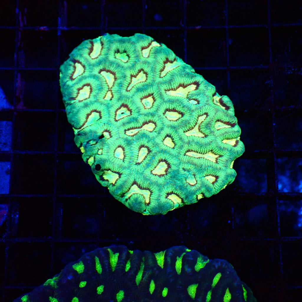 Platygyra (Maze Brain) AA002 | Platygyra sp. — Red Sea 20K LED