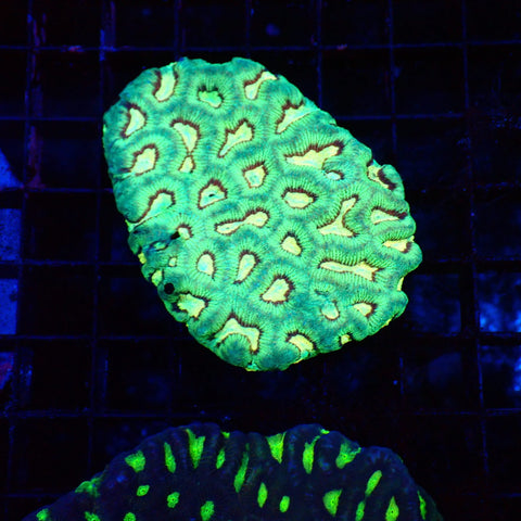 Platygyra (Maze Brain) AA002 | Platygyra sp. — Red Sea 20K LED