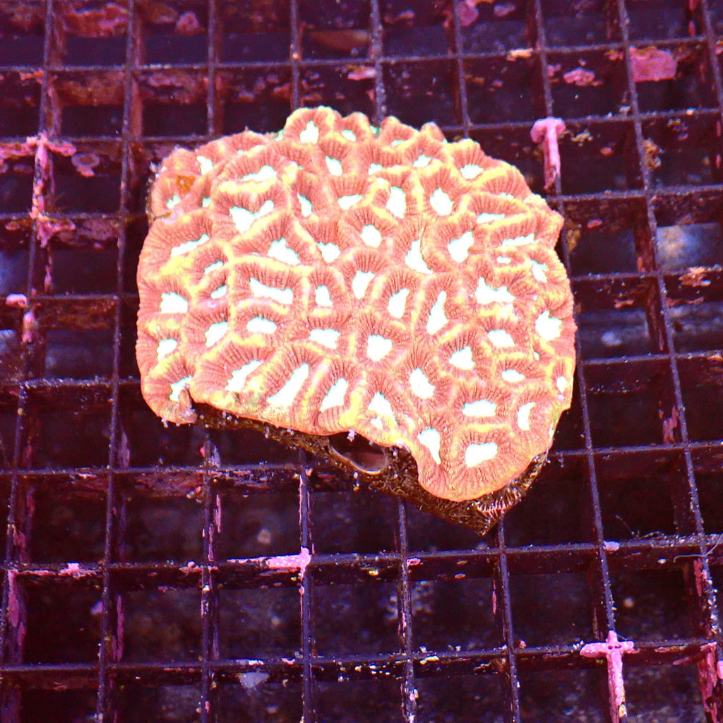 Platygyra (Maze Brain) AA003 | Platygyra sp. — Red Sea 15K