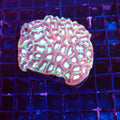 Platygyra (Maze Brain) AA003 | Platygyra sp. — Red Sea 20K LED