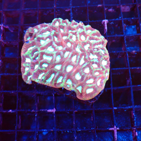 Platygyra (Maze Brain) AA003 | Platygyra sp. — Red Sea 20K LED