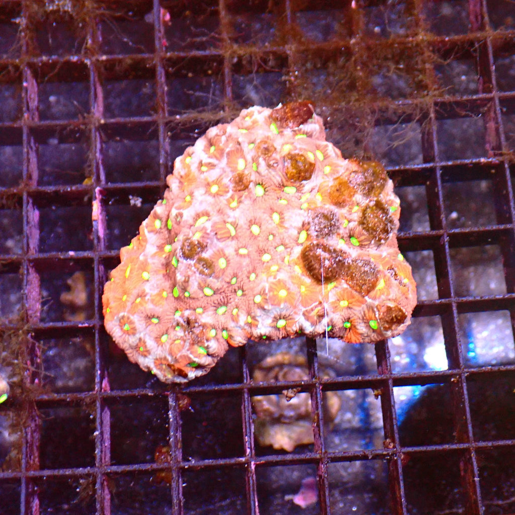 Goniastrea (War Coral) AA001 | Goniastrea palauensis — Red Sea 15K