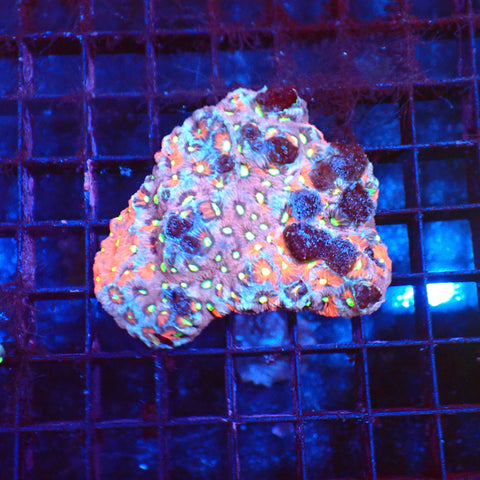 Goniastrea (War Coral) AA001 | Goniastrea palauensis — Red Sea 20K LED