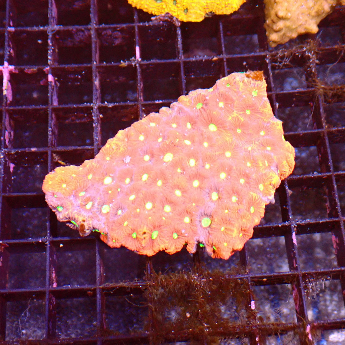 Goniastrea (War Coral) AA002 | Goniastrea palauensis — Red Sea 15K