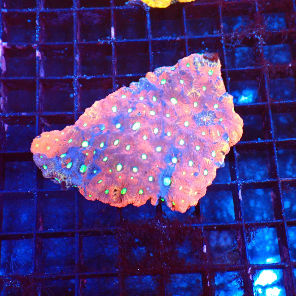 Goniastrea (War Coral) AA002 | Goniastrea palauensis — Red Sea 20K LED