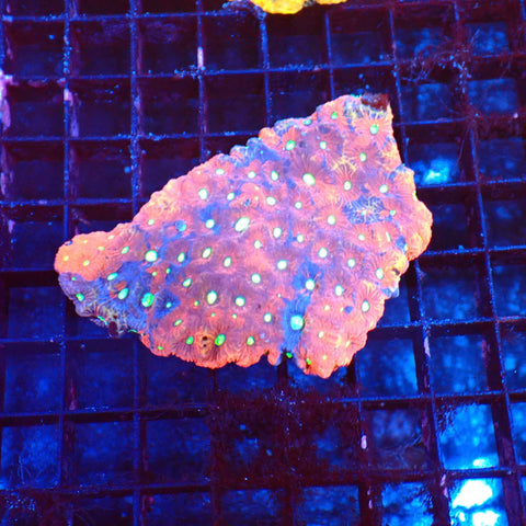 Goniastrea (War Coral) AA002 | Goniastrea palauensis — Red Sea 20K LED