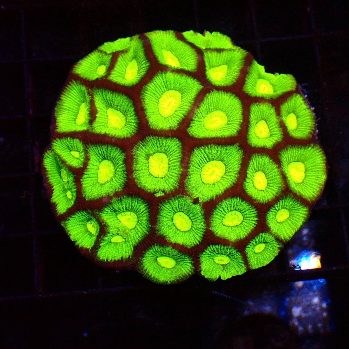 Goniastrea (War Coral) AA003 | Goniastrea palauensis at ← Red Sea 15k