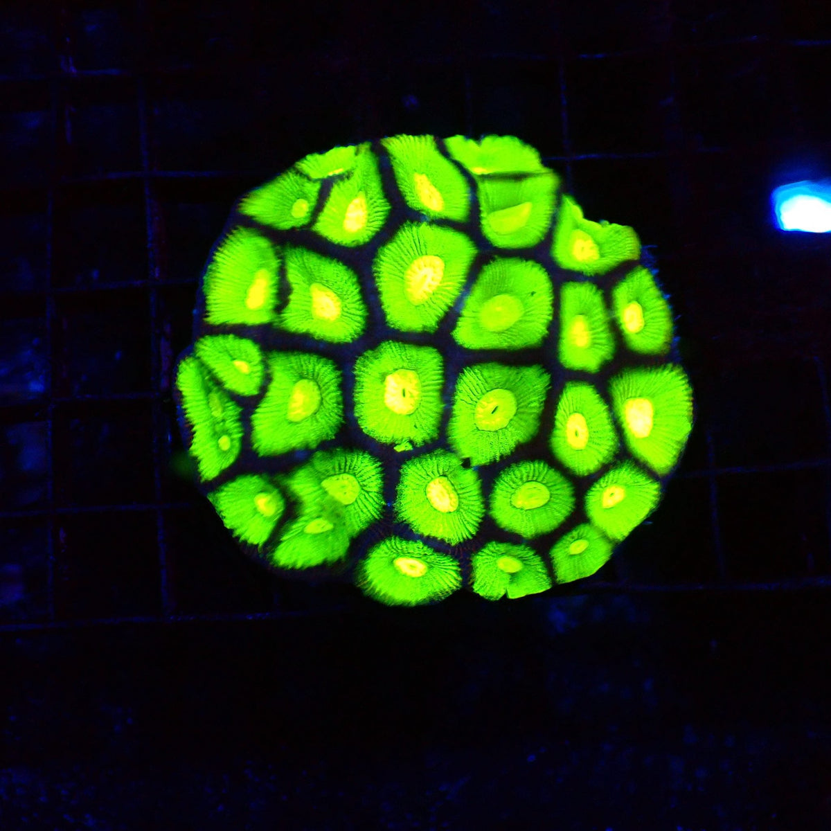 Goniastrea (War Coral) AA003 | Goniastrea palauensis at Red Sea 20k →