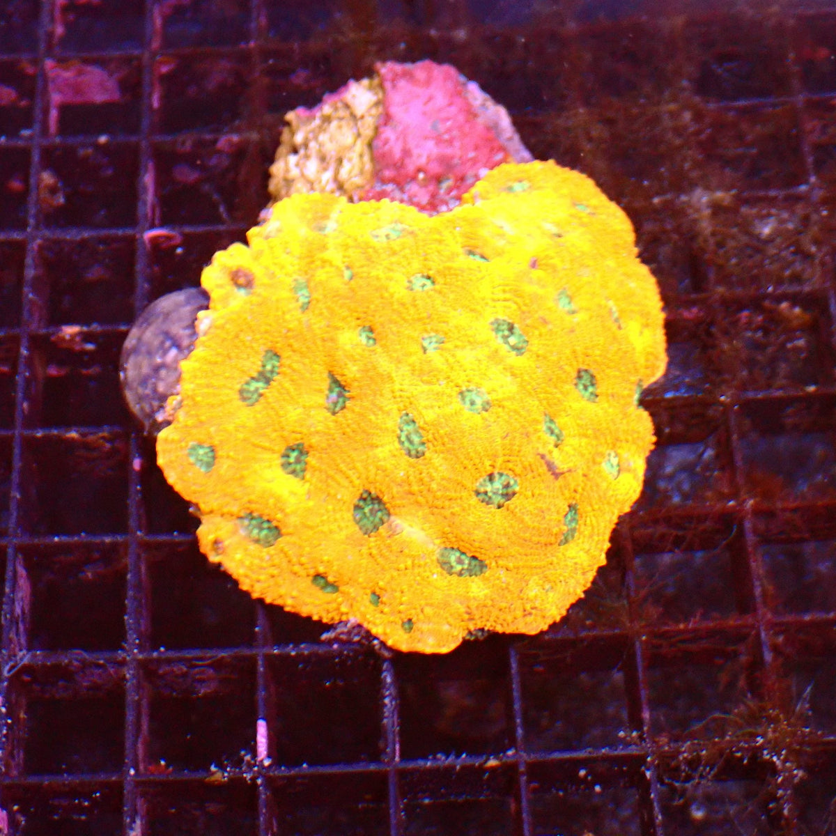 Acanthastrea Echinata AA001 | Acanthastrea echinata — Red Sea 15K