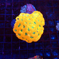 Acanthastrea Echinata AA001 | Acanthastrea echinata — Red Sea 20K LED