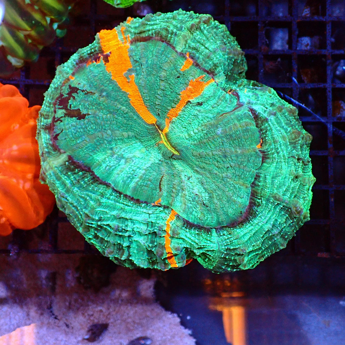 Acanthophyllia AA001 | Acanthophyllia deshayesiana — Red Sea 15K