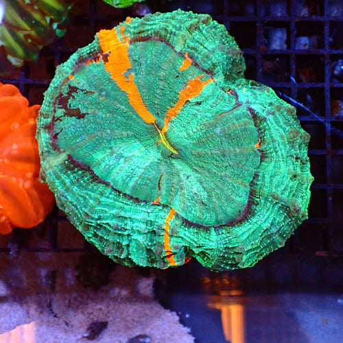Acanthophyllia AA001 | Acanthophyllia deshayesiana — Red Sea 15K