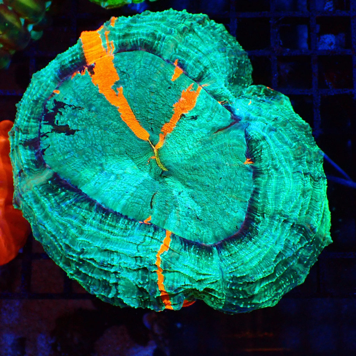 Acanthophyllia AA001 | Acanthophyllia deshayesiana — Red Sea 20K LED