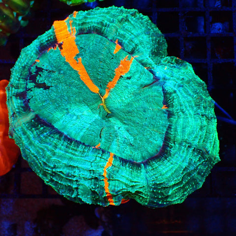 Acanthophyllia AA001 | Acanthophyllia deshayesiana — Red Sea 20K LED
